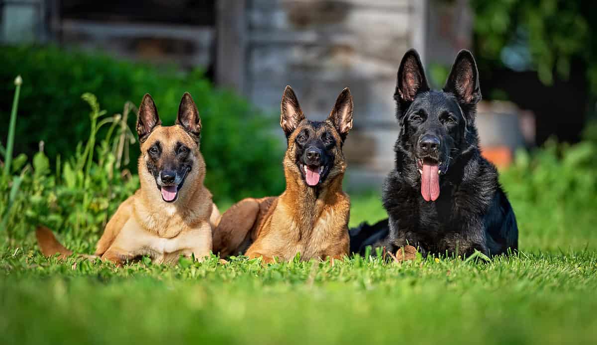 3 belgian malinois