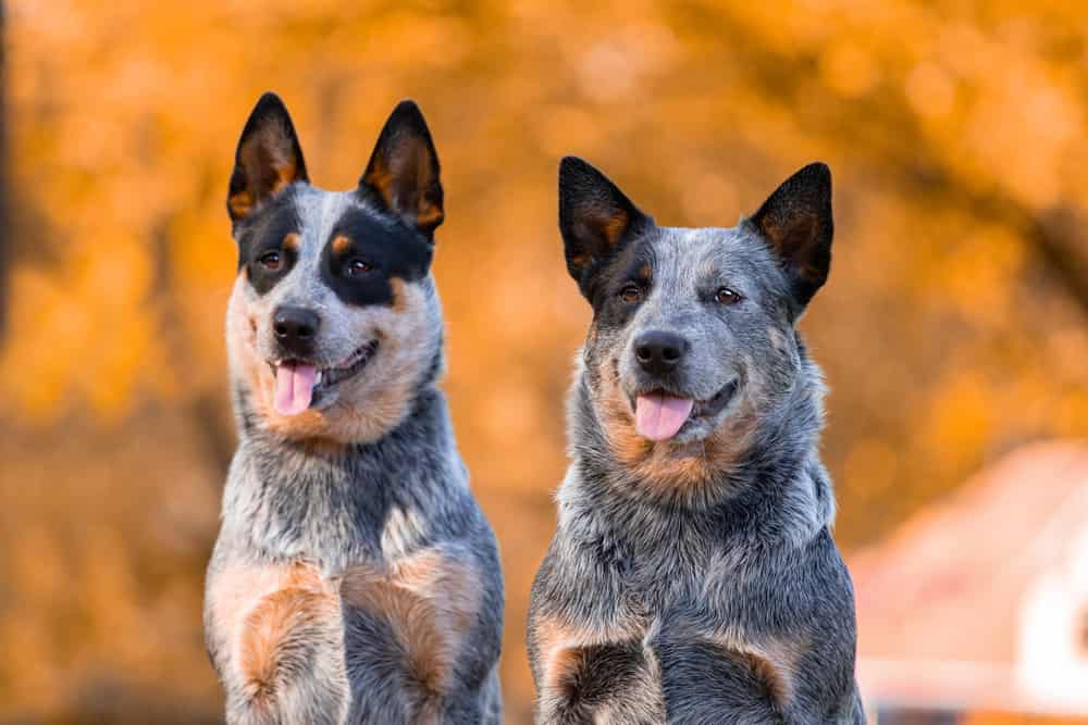 Two blue heelers outside