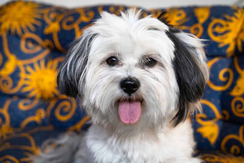 Havanese with its tongue out