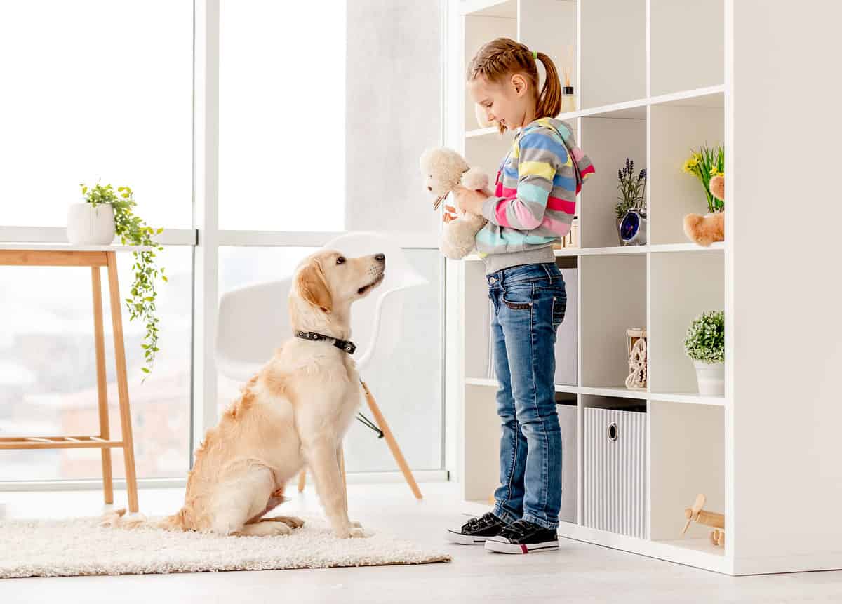 girl playing with labrador retriever