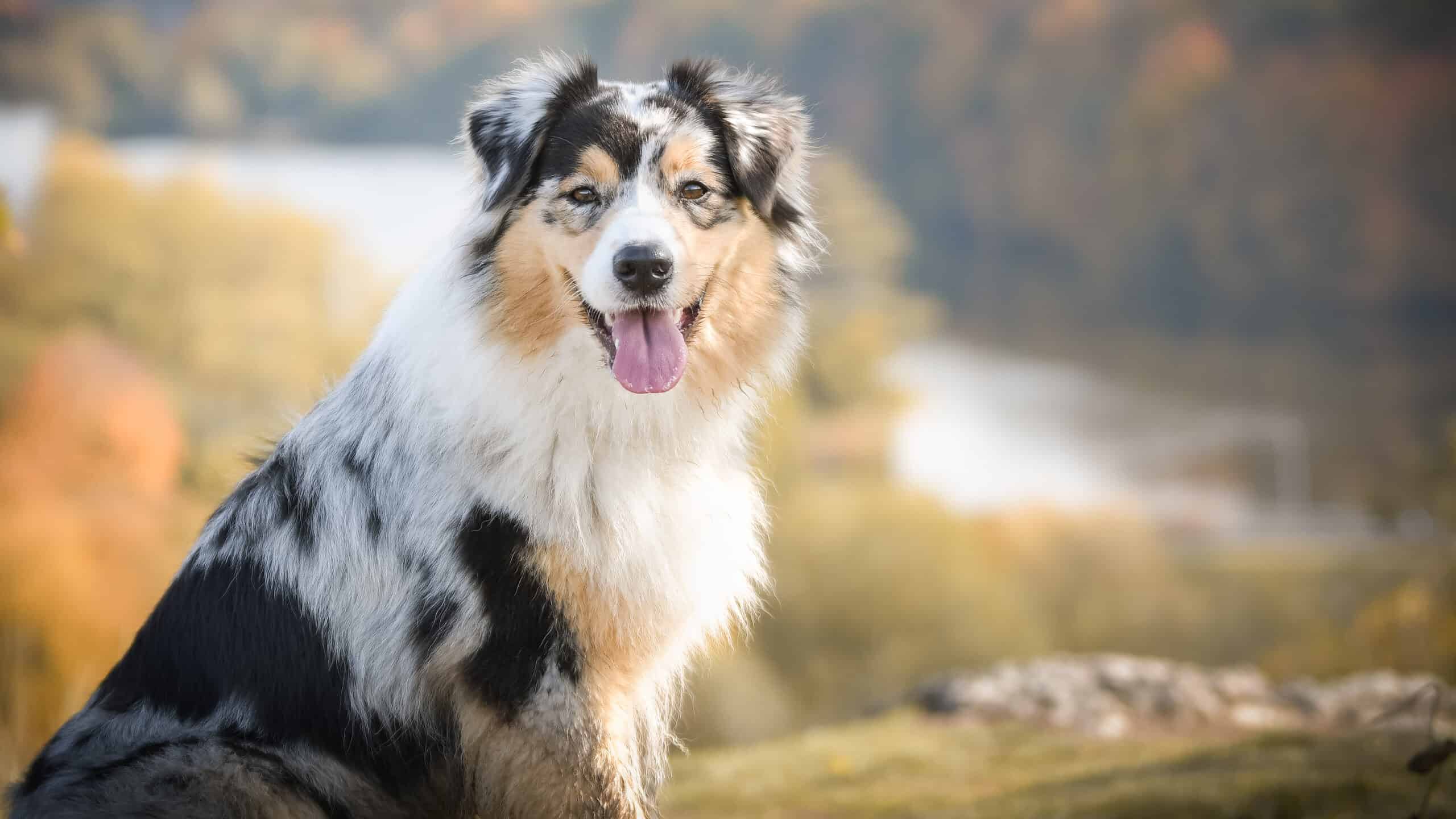 are all australian shepherds fluffy