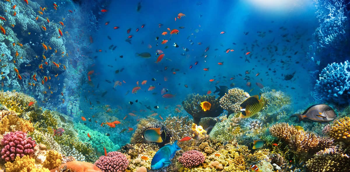 Underwater,World.,Coral,Reef,And,Fishes,In,Red,Sea,At