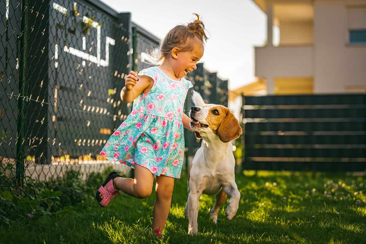 Little girl and beagle running