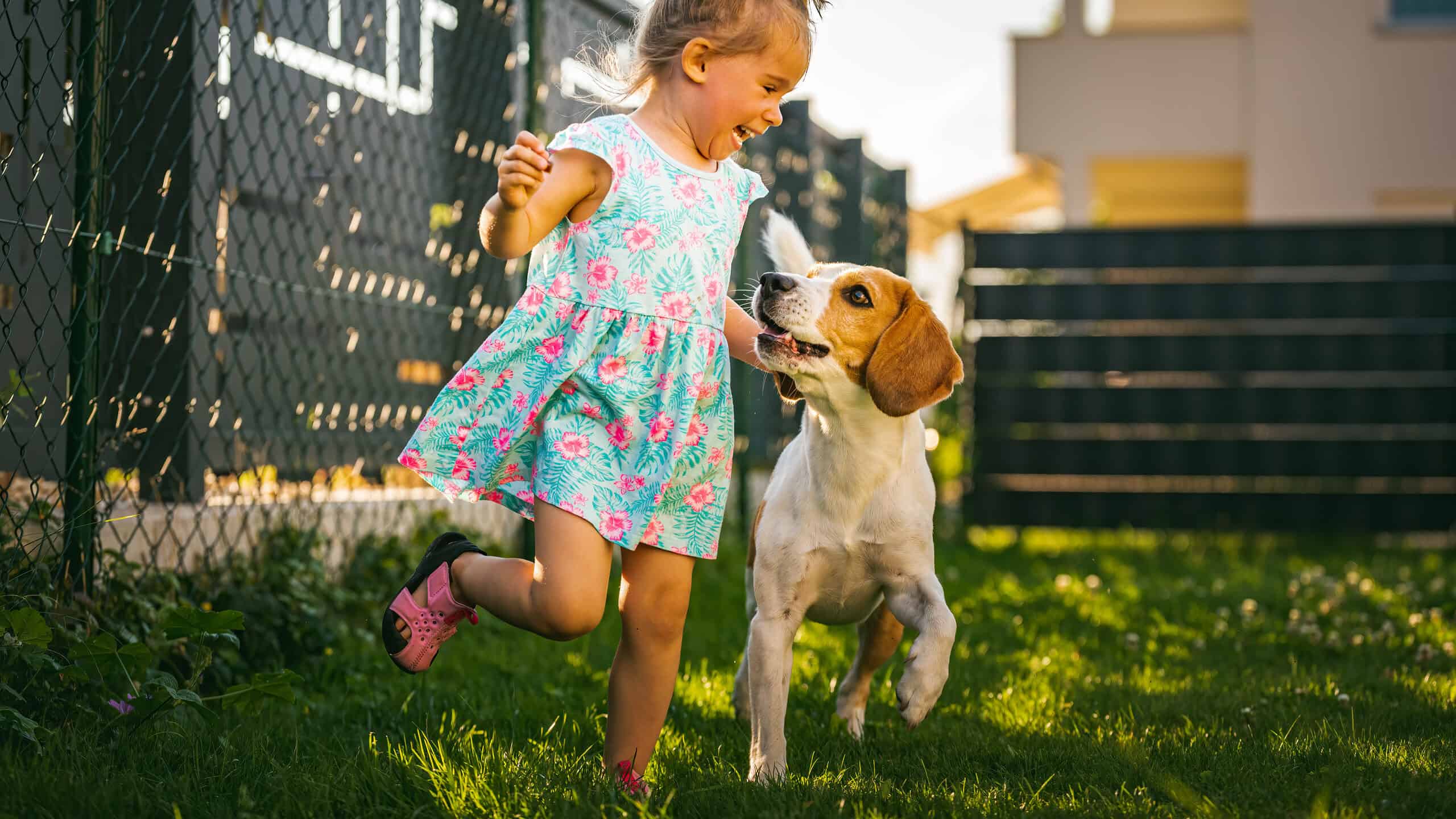 Little girl and beagle running