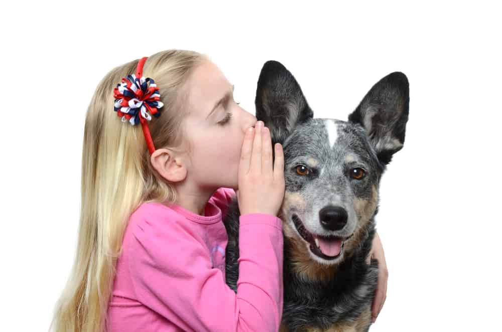 Little girl and blue heeler