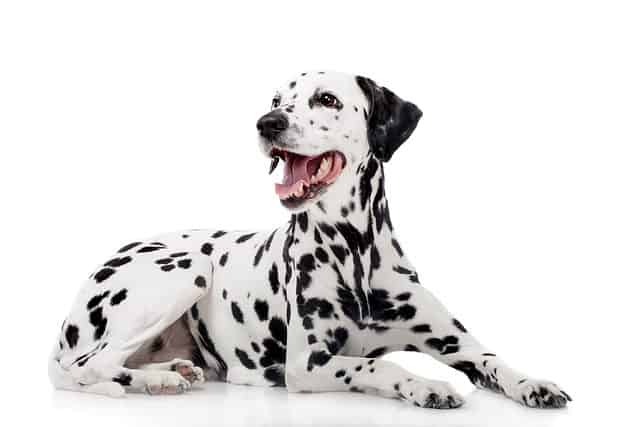 Dalmatian