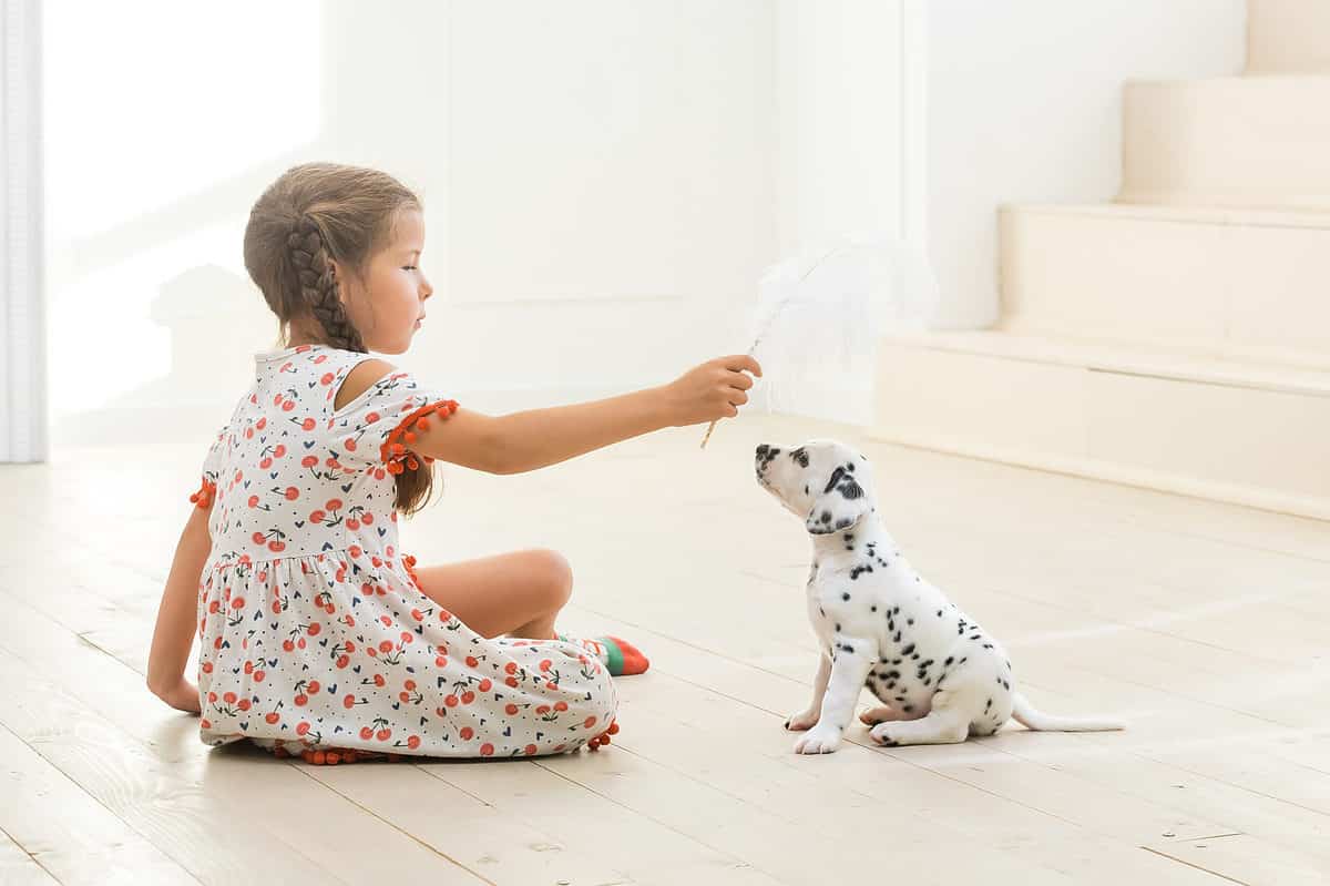 Little girl and dalmatian playingAre dalmatians good with kids