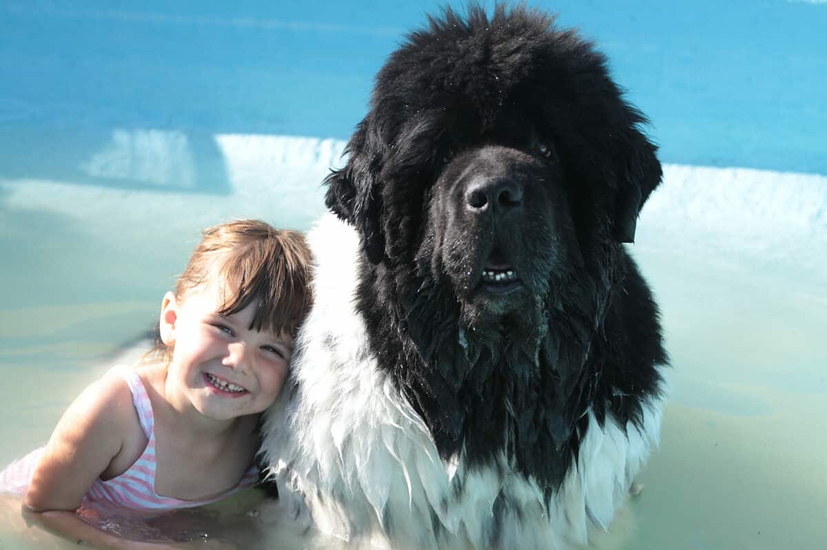 little girl and newfoundland