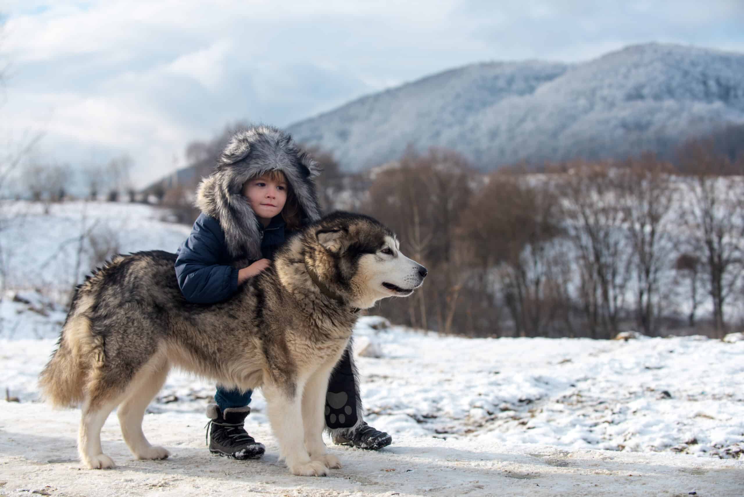 Little boy with a husky dog in the snow forest. Alaskan or Canada snow landscape. Winter kids. Theme Christmas holidays winter new year