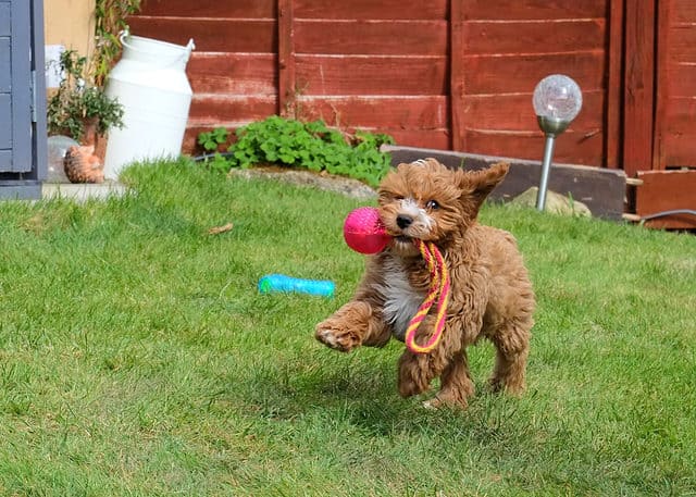 Adorable,Puppy-,Wilson,The,Cavapoo