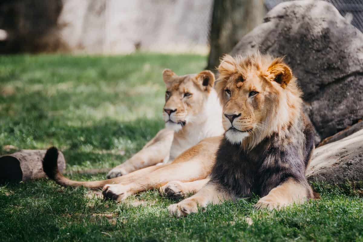 Indianapolis Zoo lions