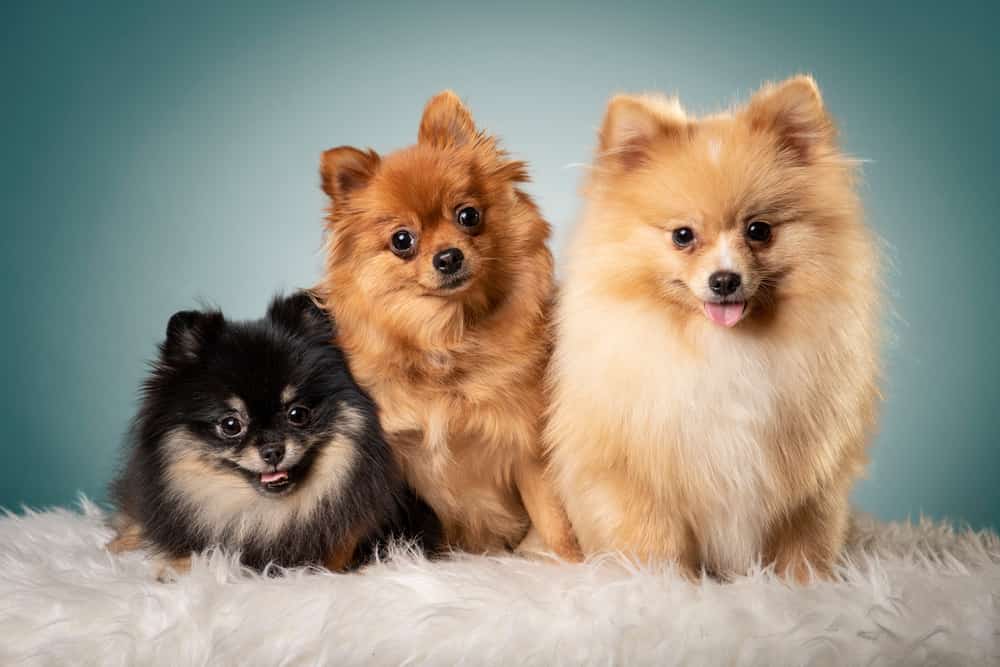 Three Pomeranian dogs