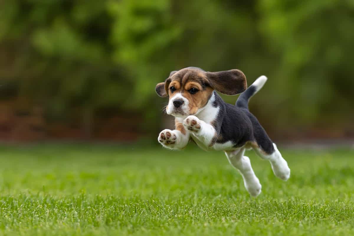 beagle puppy jumping