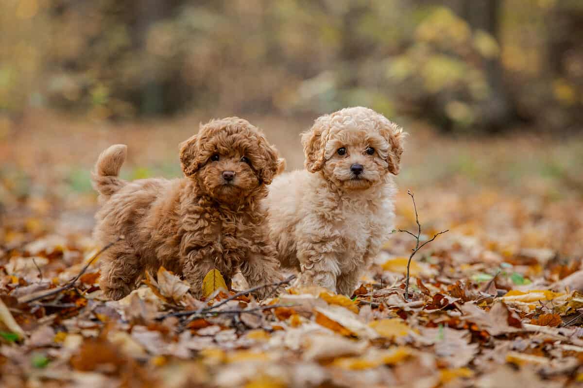 two brown toy poodles