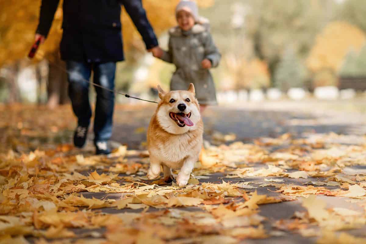 Corgi dog running with family
