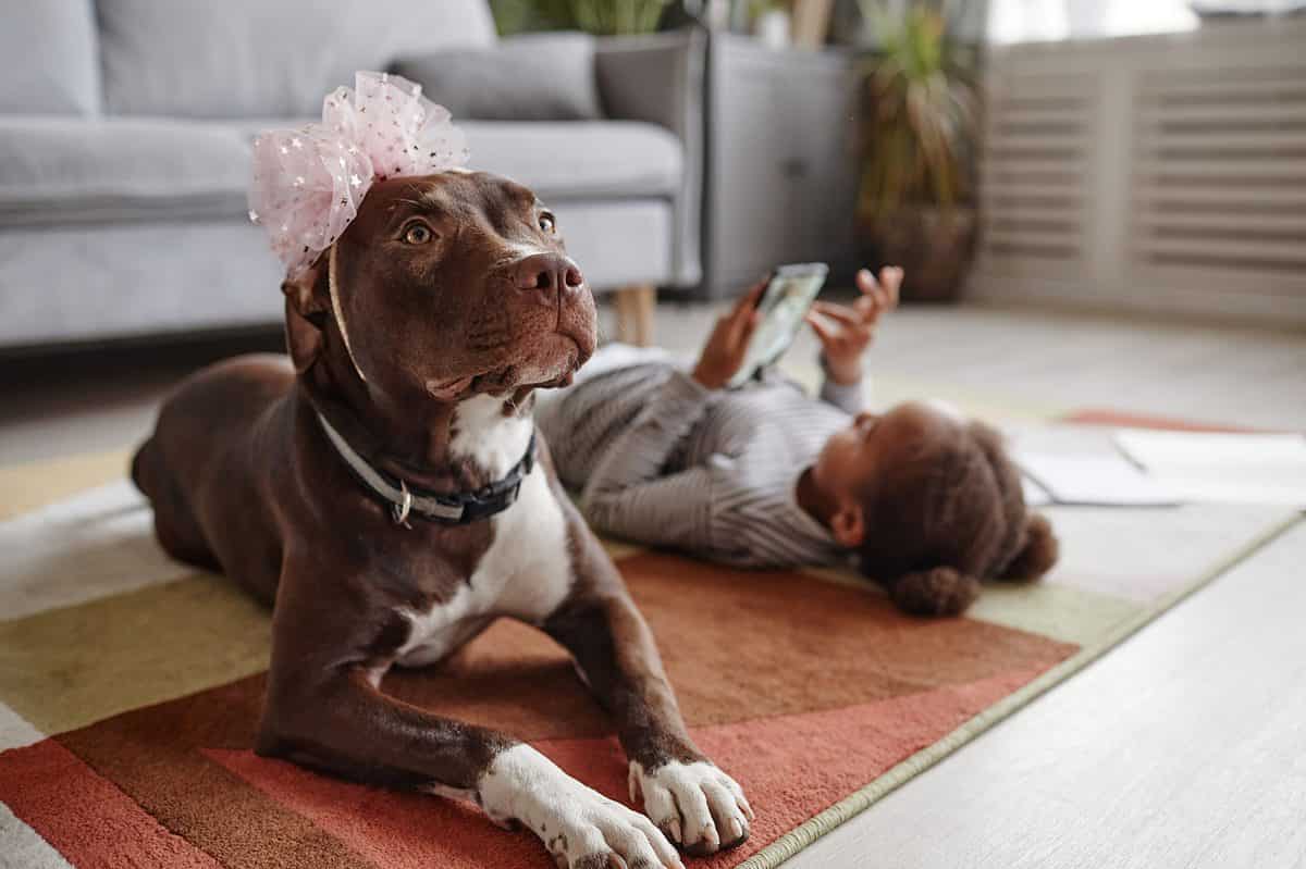 pit bull sitting with girl
