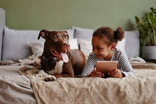 pit bull with kid