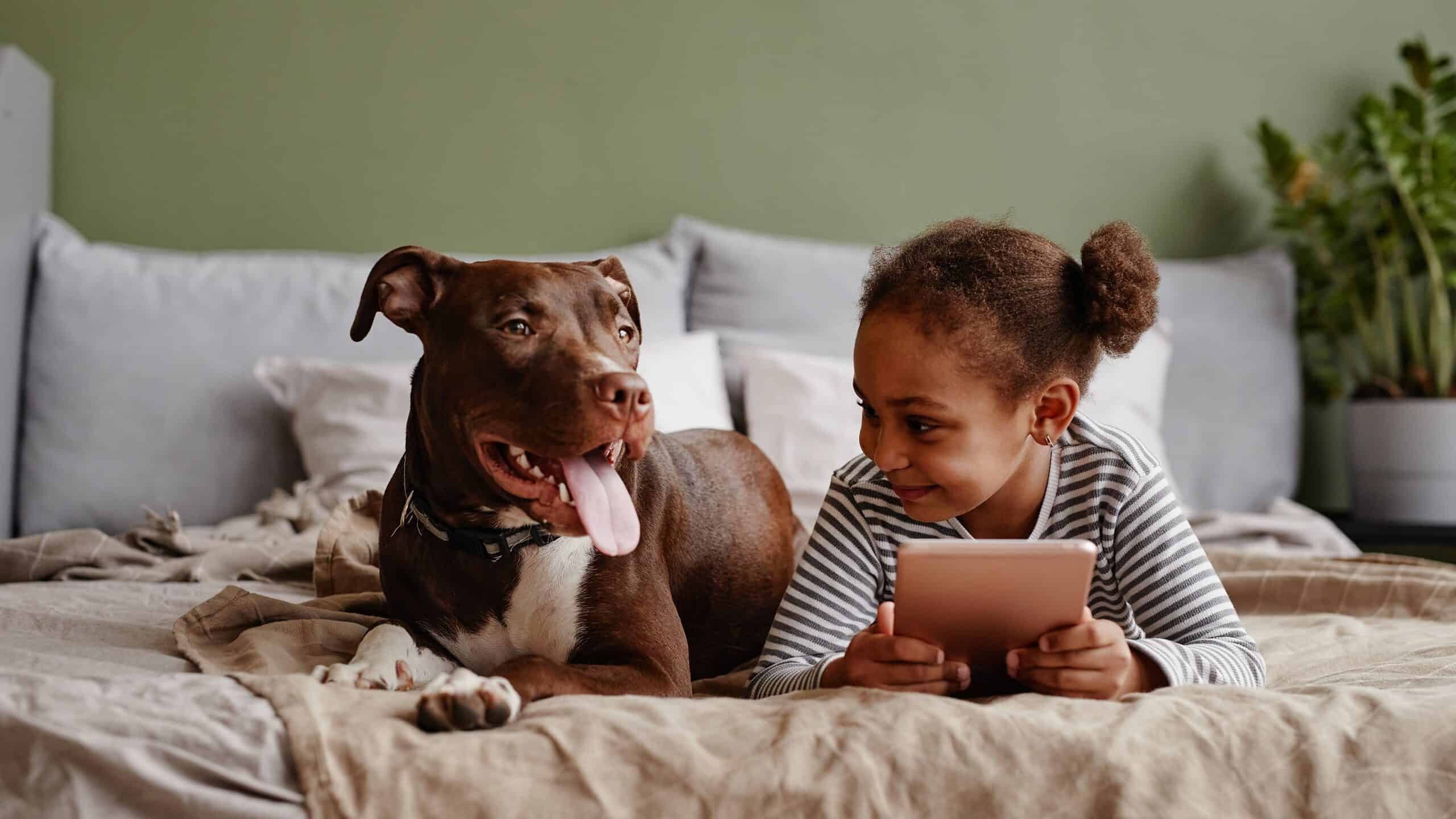 pit bull with kid