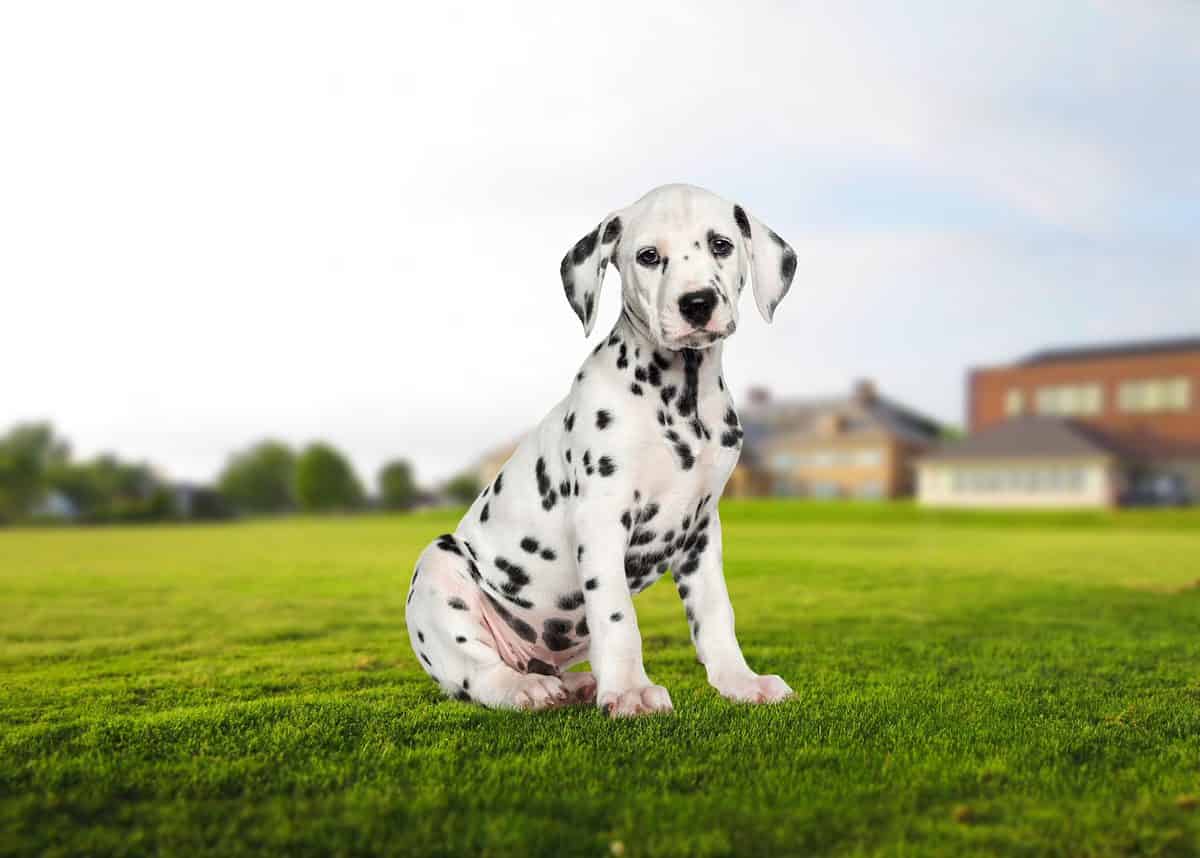 Dalmatian puppy outsideAre dalmatians good with kids