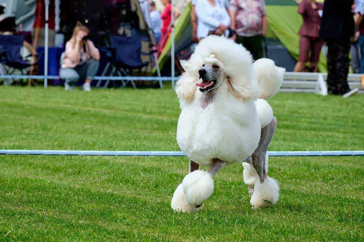 show dog poodle white