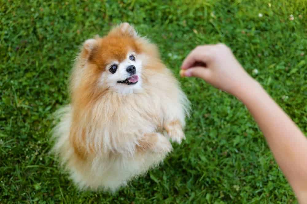 Pomeranian dog getting a treat