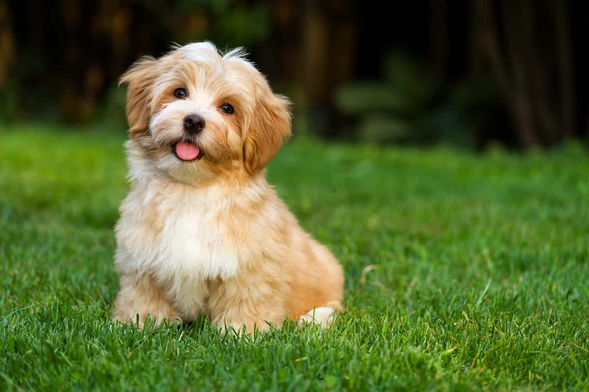 Happy,Little,Orange,Havanese,Puppy,Dog,Is,Sitting,In,The Grass