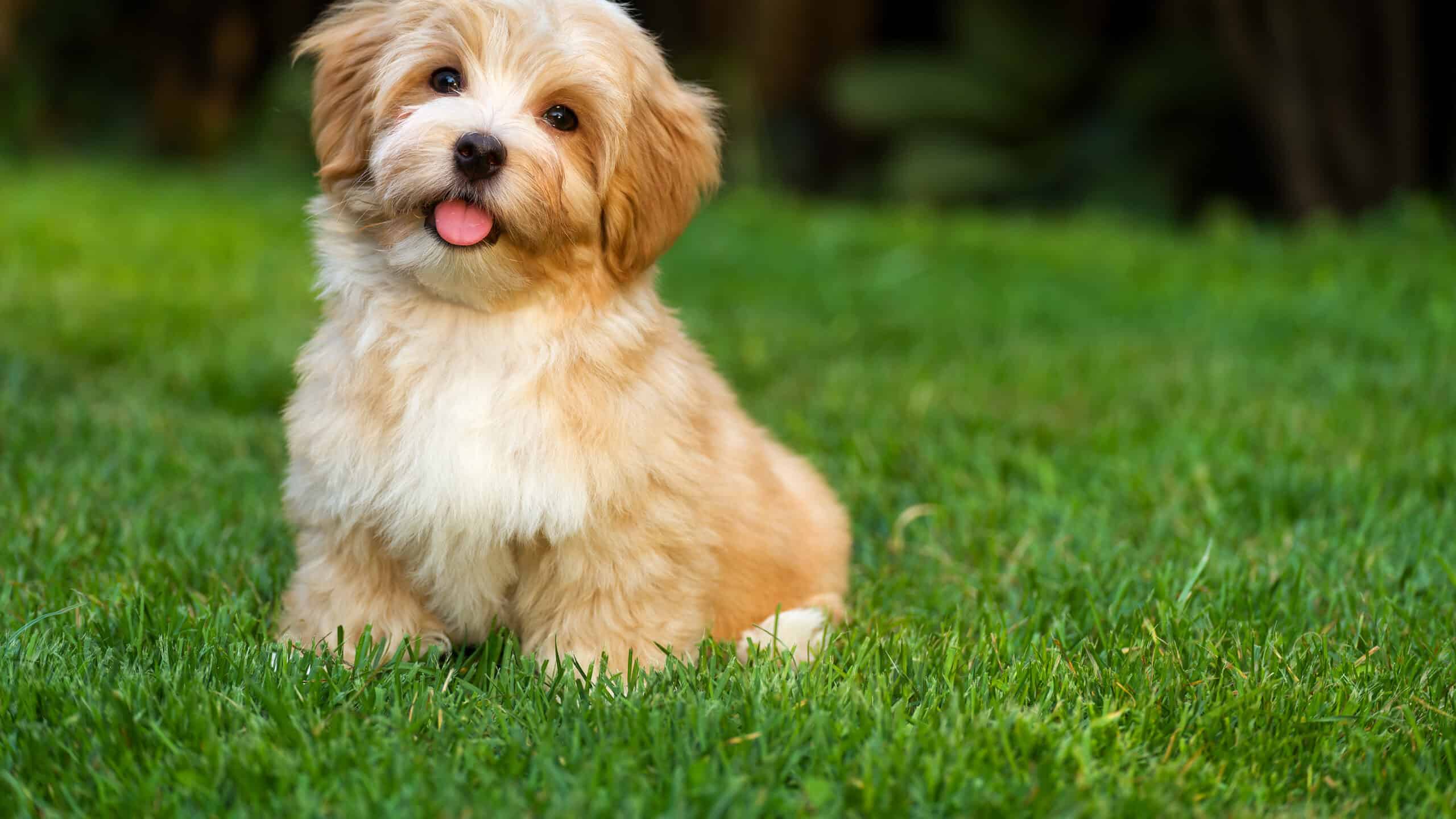 Happy,Little,Orange,Havanese,Puppy,Dog,Is,Sitting,In,The Grass
