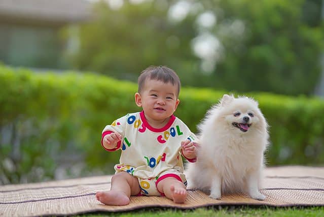 Smiling infant with white Pomeraniann