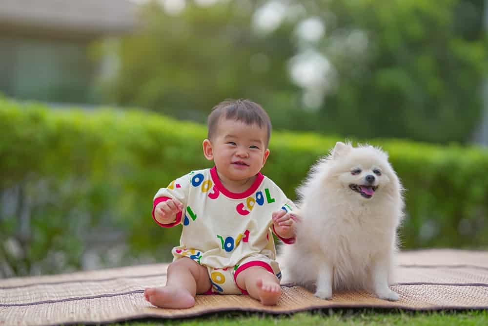 Smiling infant with white Pomeranian