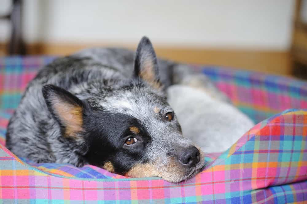 Blue heeler resting on blanket