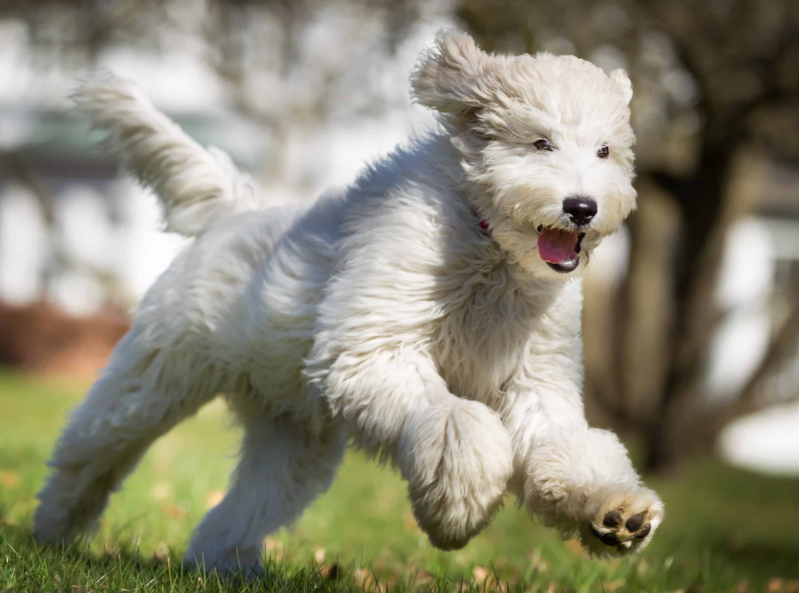 labradoodle running