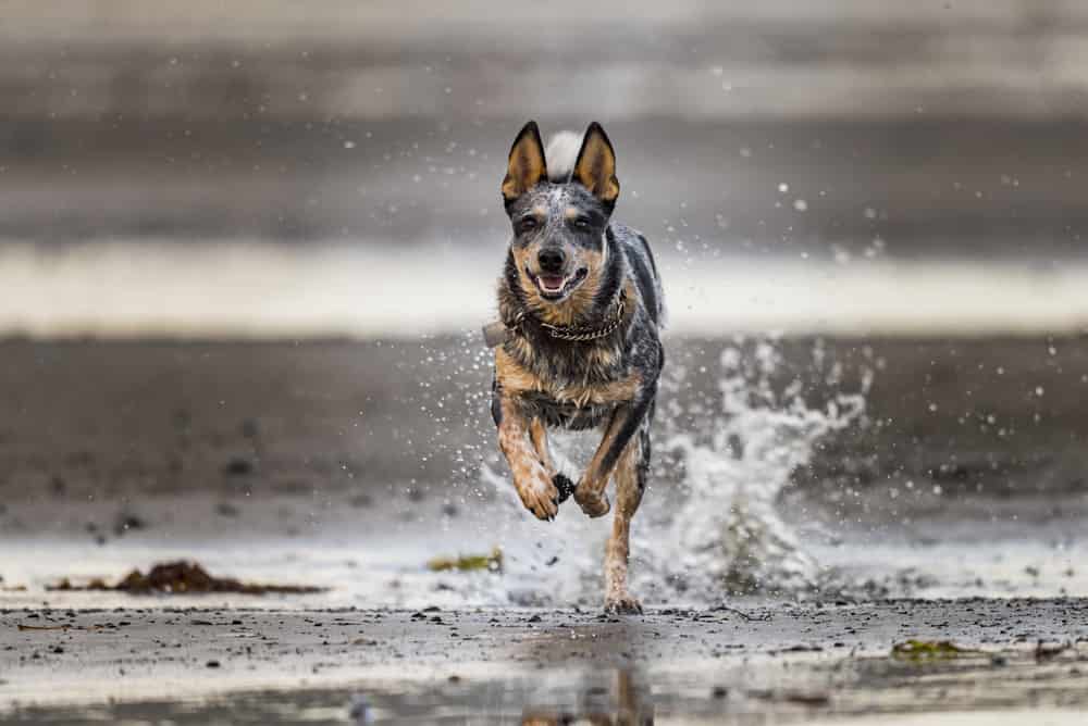 Blue heeler running in water