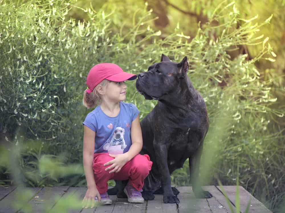 Little girl with Cane Corso outside