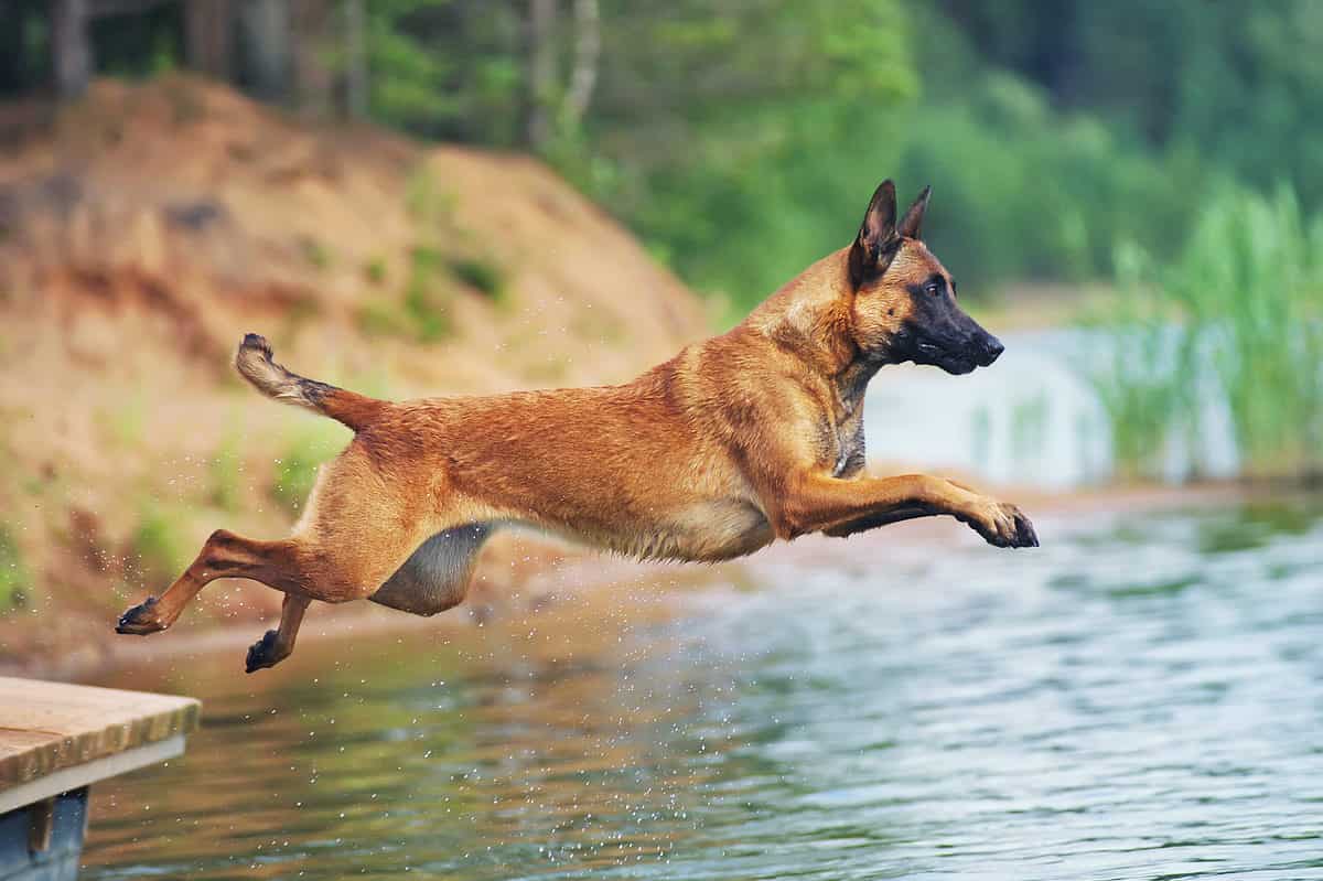 Belgian Malinois jumping