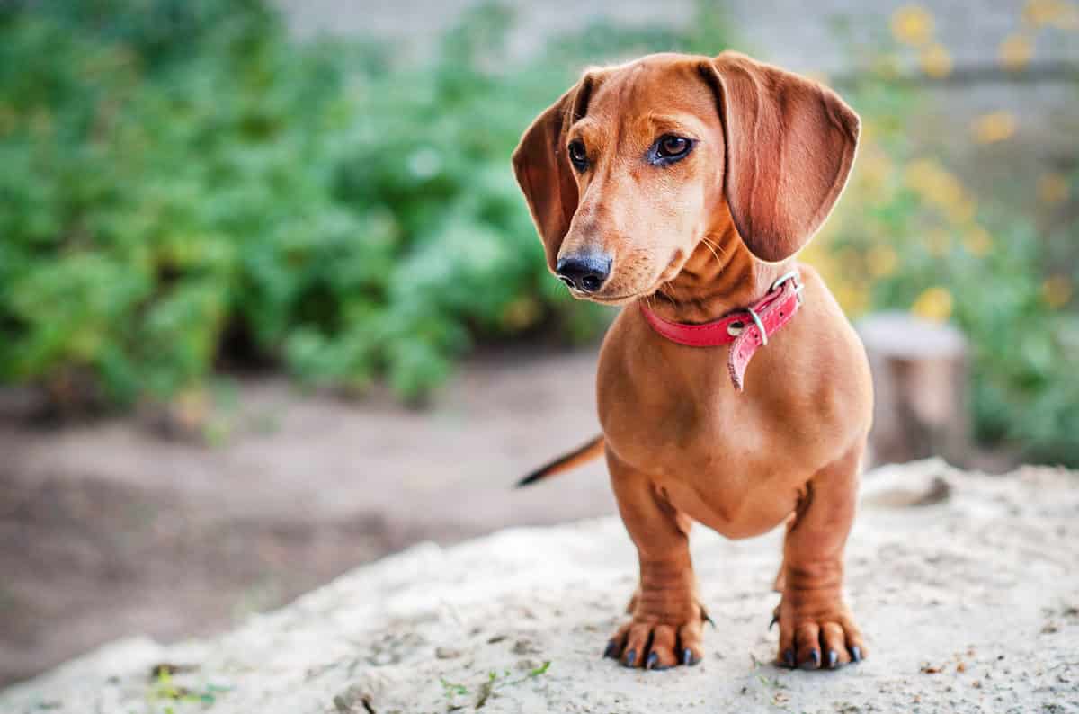 dachshund