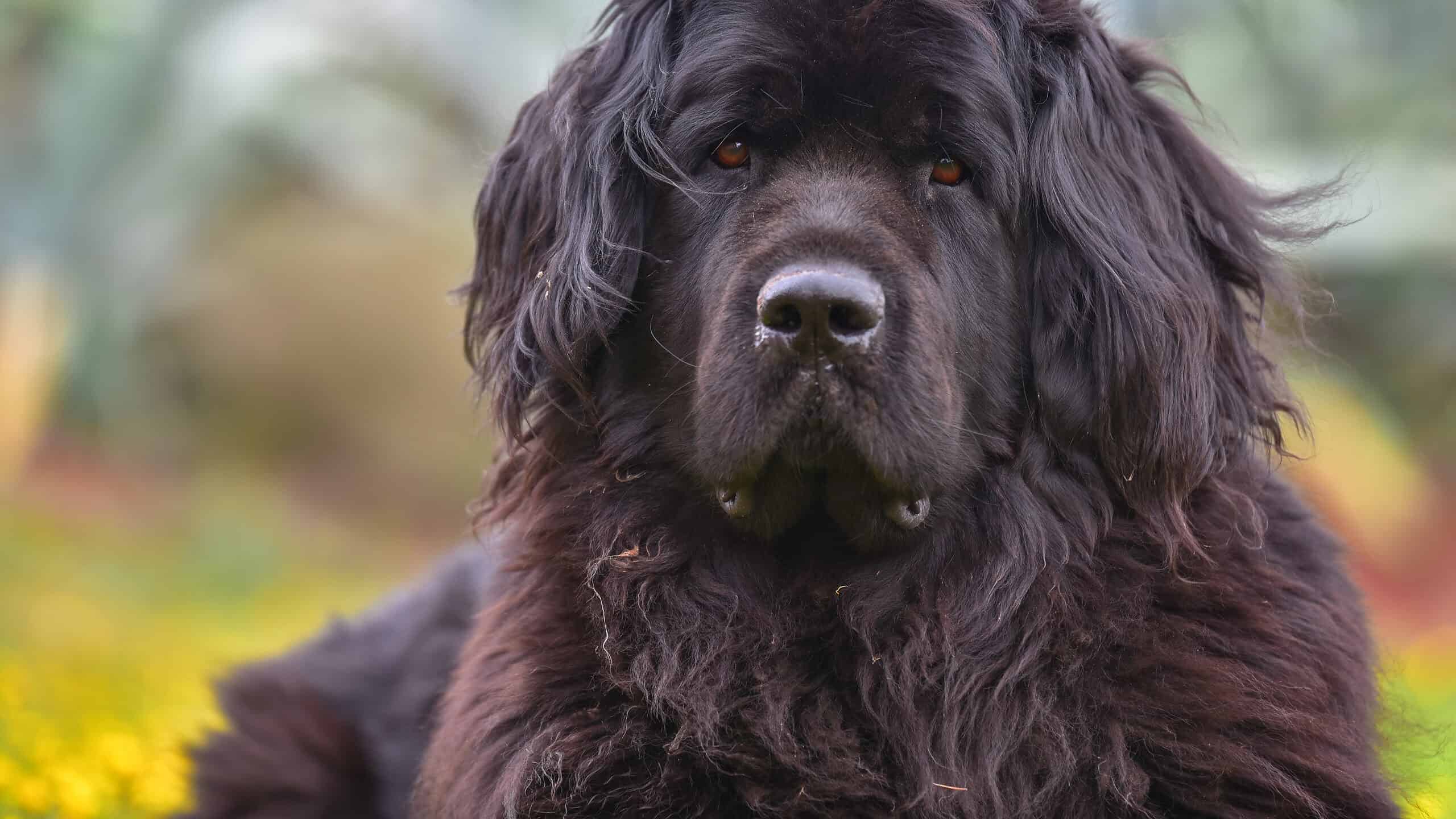 do newfoundland dogs bark a lot