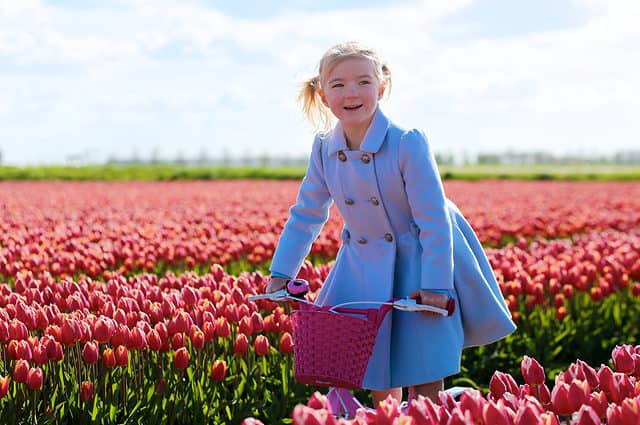 A cute smiling little girl in beautiful blue coat cycling through the pink and red flower field in the Netherlands on a sunny spring day. Colorful blooming tulips - the symbol of Holland, Europe