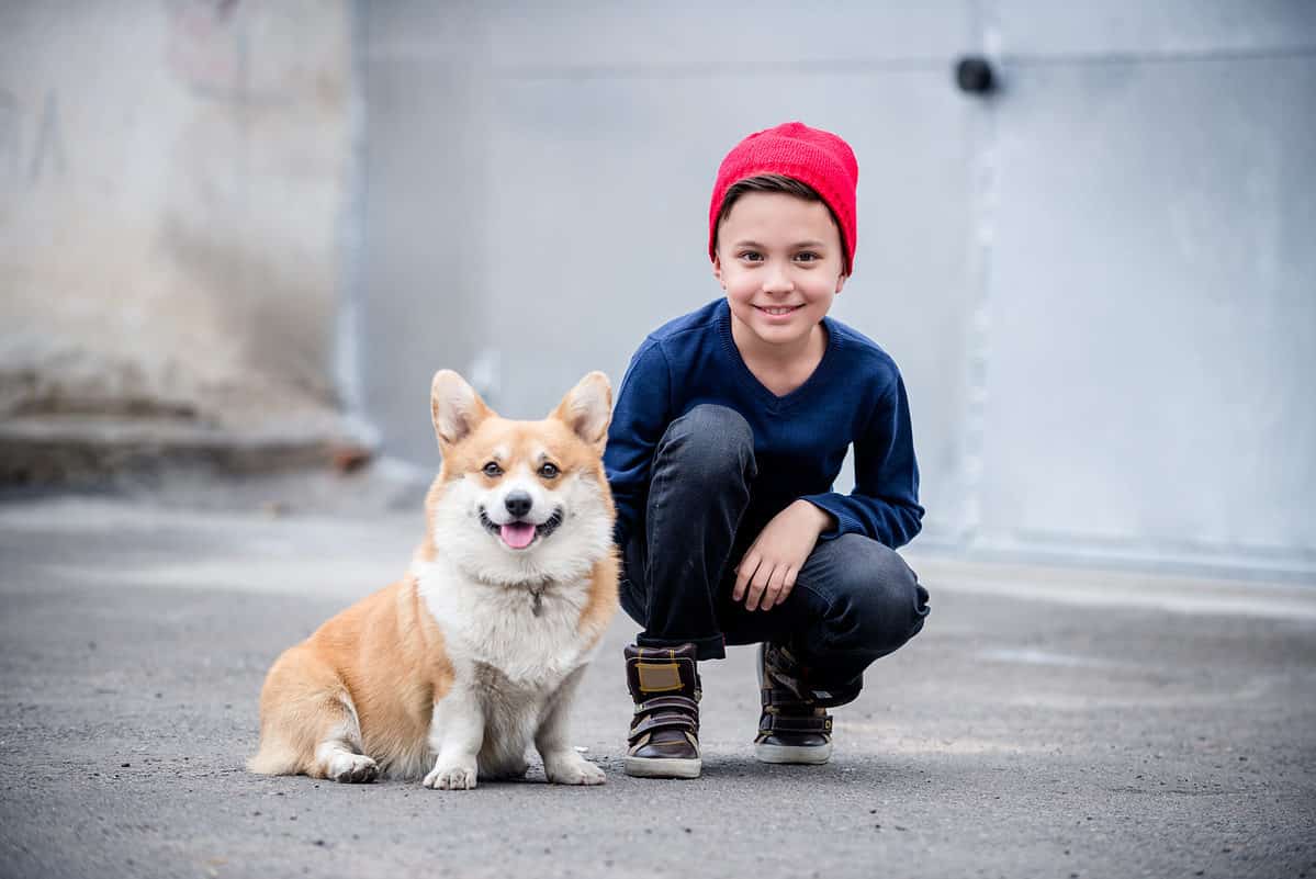 Welsh corgi and a young boy