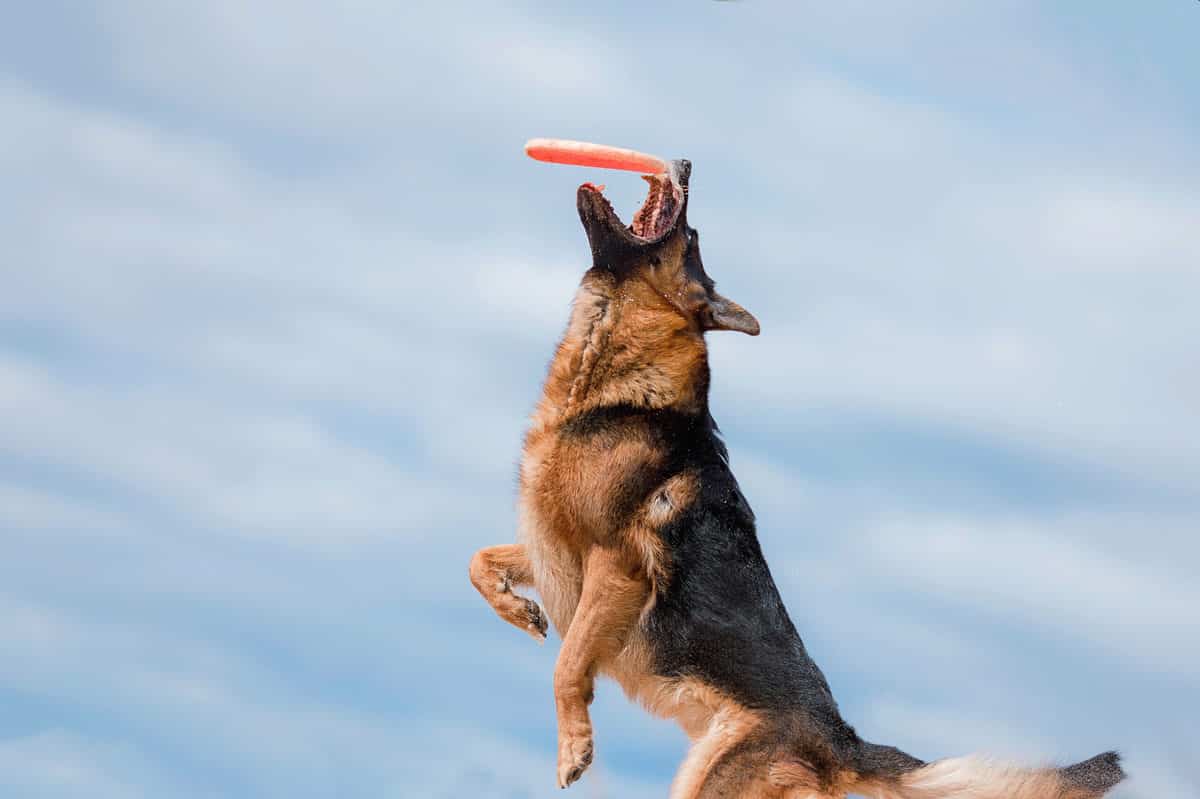 German shepherd catches frisbee in mouth 