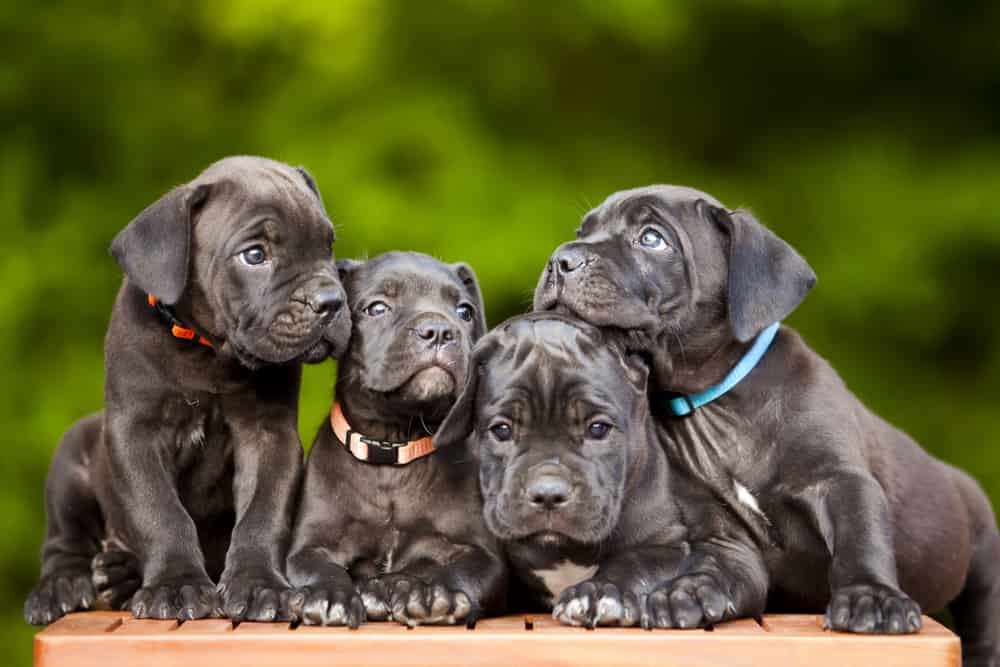 Four Cane Corso dogs
