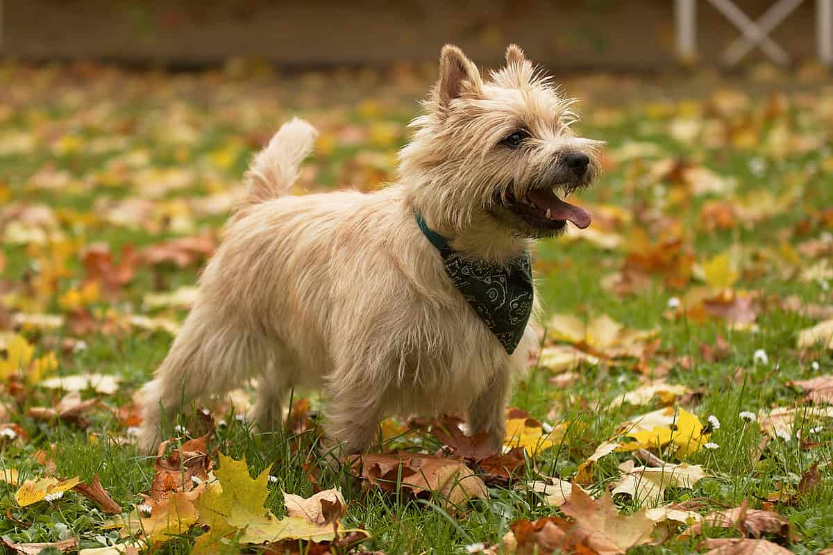 Cairn Terrier in the grass