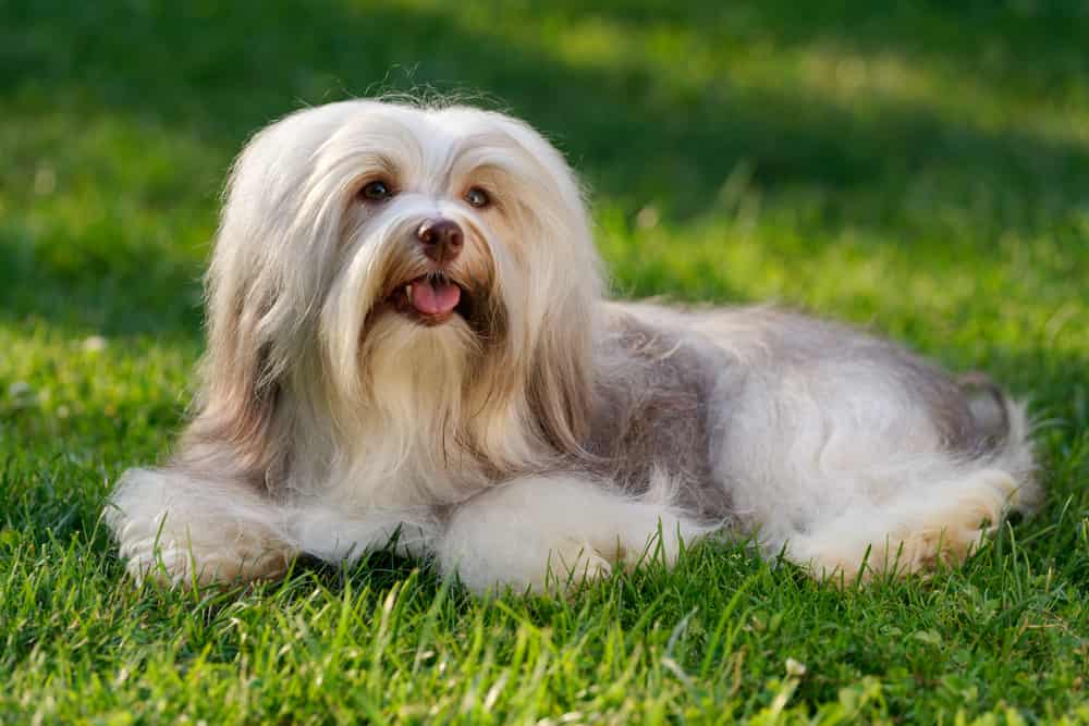 Havanese dog on grass