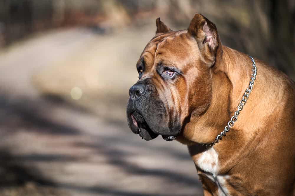 Side profile of Cane Corso