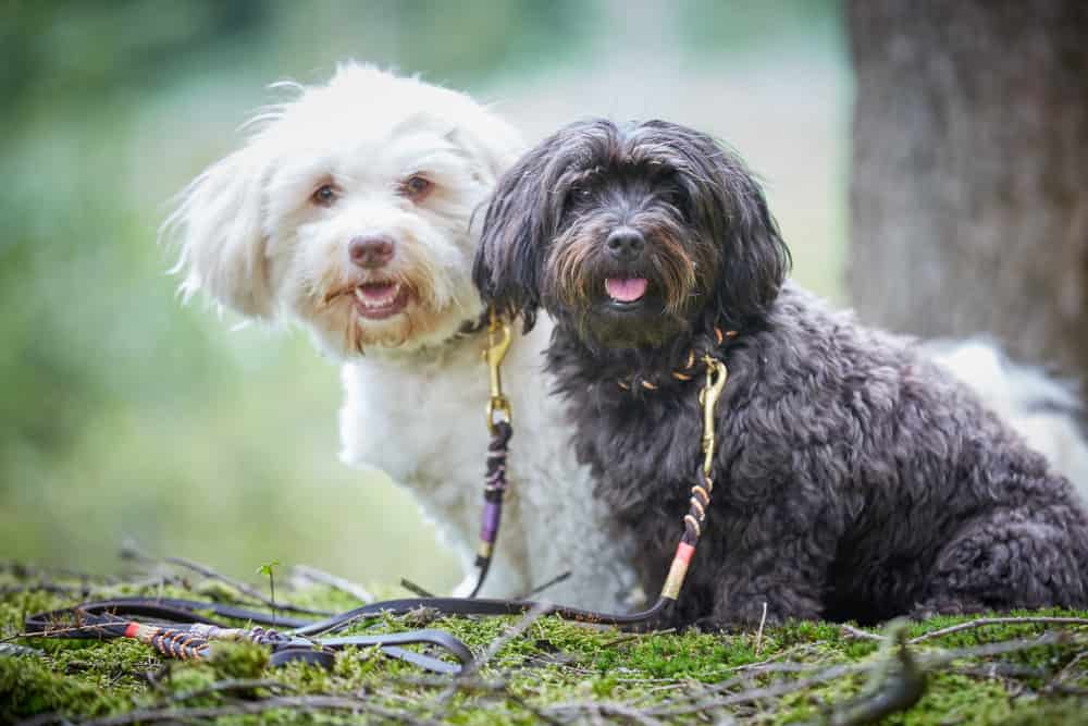 Two Havanese dogs outside