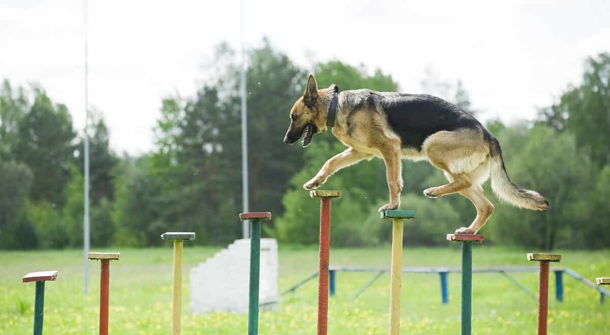 German shepherd police dog training