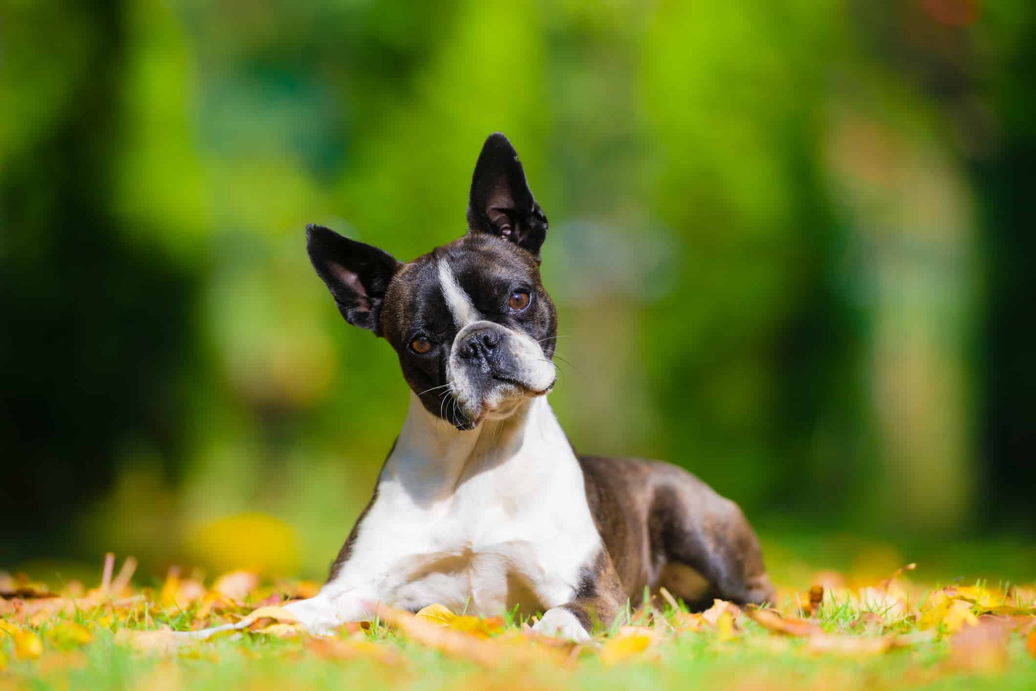 Boston terrier dog on a green lawn in autumn scenery among colorful leaves