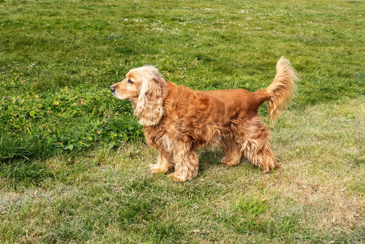 Cocker Spaniel standing in profile on grass