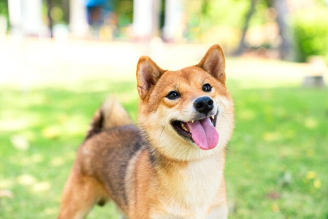 The Shiba Inu species is looking at its owner in the park.
