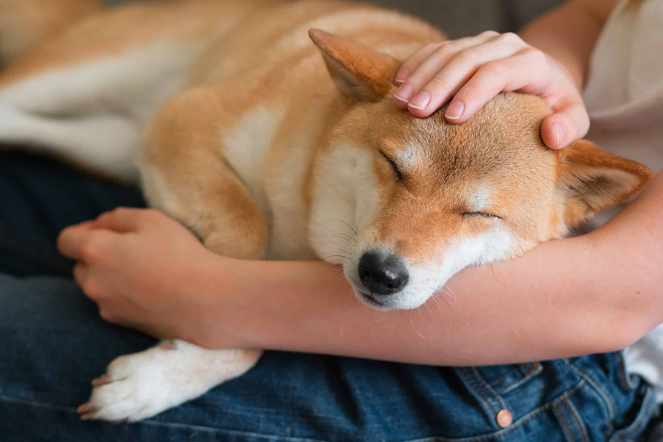 A woman petting a cute red dog Shiba inu, sleeping on her lap. Close-up. Happy cozy moments of life. Stay at home concept