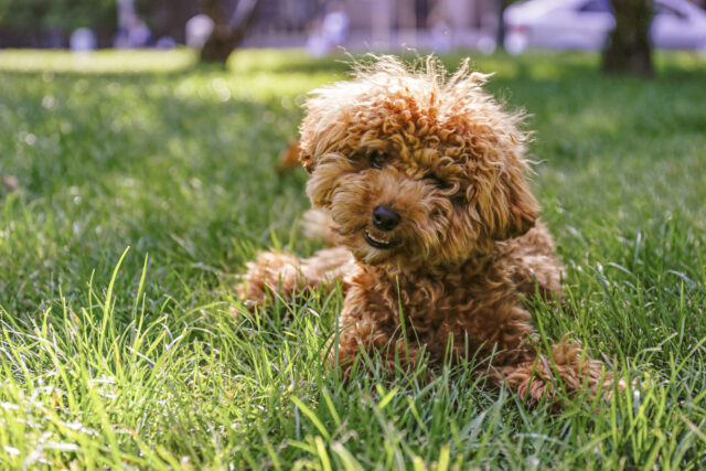 Young adorable maltipoo pup lying on green grass in the city park on beautiful summer day. A hybrid between the maltese dog and miniature poodle with long wavy hair. Close up, copy space, background.